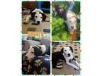 Adopt Snoopy a Mixed Breed (Medium) / Mixed dog in Williamsville, NY (41530790)