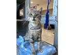 Adopt B.B. a Gray or Blue Domestic Shorthair cat in Seminole, FL (41530709)
