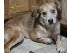 Adopt Brandi a Tan/Yellow/Fawn Collie dog in Brewster, NY (41530706)