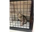 Adopt Jean a Domestic Shorthair / Mixed cat in Whitestone, NY (41530817)