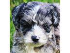 Adopt ASH (MR. WIGGLES) a Merle Goldendoodle / Mixed dog in Wakefield