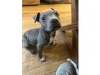 Adopt Belmont Stakes a Pit Bull Terrier dog in Merrifield, VA (41484739)