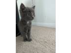 Adopt Olive Garden a Gray or Blue Domestic Shorthair / Mixed cat in Merrifield