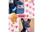 Adopt LANA a Black - with White Dachshund / Australian Kelpie dog in Mesa