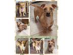 Adopt RIDER a Brown/Chocolate - with White Dachshund / Carolina Dog dog in Mesa