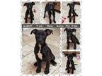 Adopt ALBERT a Black - with White Dachshund / Corgi dog in Mesa, AZ (41530783)