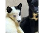 Adopt SCHWARZ 7 pounds FOSTERED IN NEW JERSEY a White - with Black Australian