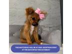 Adopt IVORY 5 POUNDS FOSTERED IN NEW JERSEY a Tan/Yellow/Fawn - with White
