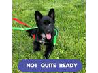 Adopt BAKI 7 Pounds FOSTERED IN NEW JERSEY a Black - with White Australian