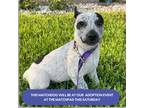 Adopt WESTERN 16 POUNDS FOSTERED IN NEW JERSEY a White - with Black Blue Heeler