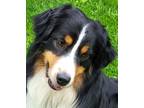 Adopt 0576 Hon. Barney Fife a Black Australian Shepherd / Mixed dog in Ringwood