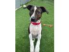 Adopt Margarita a Brindle - with White Mixed Breed (Medium) / Mixed Breed