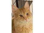Adopt ROMAN a Orange or Red Tabby Domestic Mediumhair / Mixed (long coat) cat in