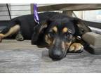 Adopt Ruger a Black German Shepherd Dog / Border Collie dog in La Crosse
