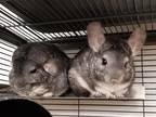 Adopt Sage (bonded to kale) a Chinchilla small animal in Imperial Beach