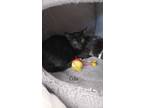 Adopt Cola a All Black Domestic Shorthair cat in St Cloud, FL (41530664)