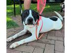 Adopt Petey a White - with Black Mixed Breed (Medium) dog in Xenia