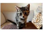 Adopt Sesame a Brown Tabby Domestic Shorthair / Mixed (short coat) cat in