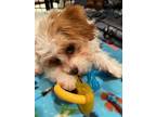 Adopt Patty a White - with Red, Golden, Orange or Chestnut Cavapoo / Mixed dog