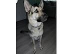 Adopt MAKO a Black German Shepherd Dog / Mixed dog in Punta Gorda, FL (41530479)