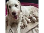Adopt Lily (aka Sunny) May24 a White Goldendoodle / Mixed dog in Louisville