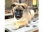 Adopt Stitch - brother of Lilo a Brown/Chocolate - with Black Black Mouth Cur /