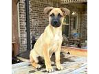 Adopt Lilo - sister of Stitch a Brown/Chocolate - with Black Black Mouth Cur /