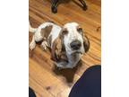 Adopt Copper a Tricolor (Tan/Brown & Black & White) Basset Hound dog in