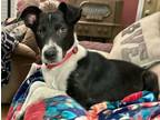 Adopt Kip a Black - with White Border Collie dog in Norristown, PA (41530556)