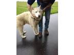 Adopt Nemo a White Husky / Mixed dog in Owenton, KY (41530553)