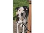 Adopt Sparky a White - with Black Pit Bull Terrier / Mixed dog in Owenton