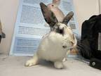 Adopt Westy a White English Spot rabbit in Westford, MA (41530464)