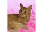 Adopt Rice Krispies a Orange or Red Tabby Domestic Mediumhair / Mixed (long