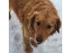 Adopt Sassy a Red/Golden/Orange/Chestnut Golden Retriever / Mixed dog in
