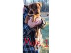 Adopt Rooster a Brown/Chocolate - with White Rottweiler / Shepherd (Unknown