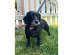 Adopt Duncan a Dachshund / Labrador Retriever dog in Greensboro, NC (41530530)