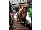 Adopt Phoenix a Domestic Longhair / Mixed (long coat) cat in Salisbury