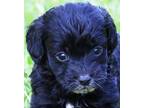 Adopt ARTHUR (SIMPLY ADORABLE) a Black Goldendoodle / Mixed dog in Wakefield