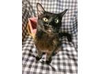 Adopt Bella a All Black Domestic Longhair (long coat) cat in Carrollton