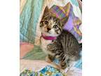 Adopt Tilly a Spotted Tabby/Leopard Spotted Domestic Shorthair cat in