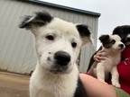 Adopt Sangria a White - with Black Australian Shepherd / Border Collie dog in