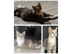 Adopt Wonka a Domestic Shorthair / Mixed (short coat) cat in Lutz, FL (41530462)