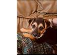 Adopt Zoe a Black - with Tan, Yellow or Fawn German Shepherd Dog dog in Armonk
