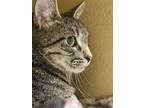 Adopt Ella a Spotted Tabby/Leopard Spotted Domestic Shorthair (short coat) cat