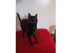 Adopt Keke a All Black Domestic Shorthair / Mixed (short coat) cat in Glendive
