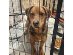 Adopt Miracle a Red/Golden/Orange/Chestnut - with Black Beagle / Mixed dog in
