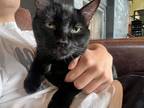 Adopt Jack a All Black Domestic Shorthair cat in Lafayette, CO (41530398)