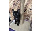 Adopt Kevin a All Black Domestic Shorthair / Mixed (short coat) cat in Anoka