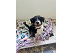 Adopt Spanky a Black - with White Blue Heeler / Terrier (Unknown Type