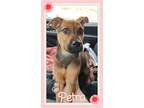 Adopt Petra a German Shepherd Dog dog in South Mills, NC (41530330)